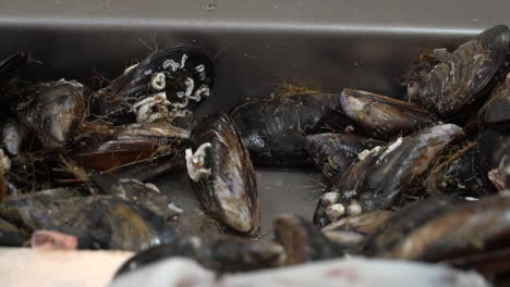 mejillones frescos que venden en un mercado