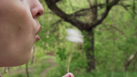 cute girl is blowing to dandelion flower, seeds are flying around