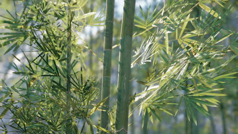 close up of green bamboo plants