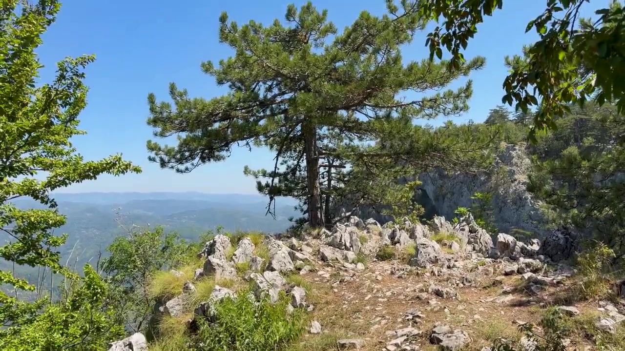 Un lent panoramique vertical révèle un belvédère rocheux de montagne sous un pin, avec des affleurements calcaires, une forêt verdoyante, des crêtes lointaines et un ciel bleu clair en plein jour