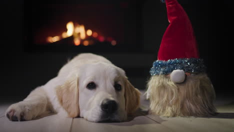 a golden retriever puppy lies near a gnome in a new year's hat, with a fireplace burning in the background. christmas eve