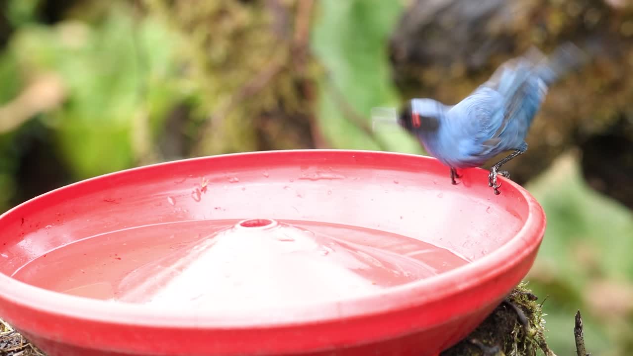 Handheld close-up in Zuroloma cloud forest showing a butterfly landing near a water feeder as a Blue-winged Mountain Tanager arrives to drink, capturing Andean wildlife interaction