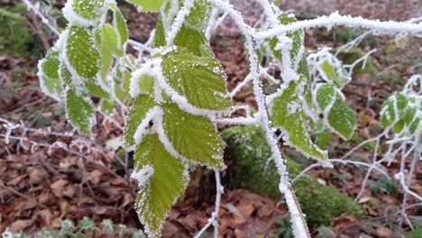 Hojas-Verdes-Cubiertas-De-Nieve-Y-Hielo-Moviéndose-En-El-Viento