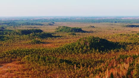 cinematic drone flies right, sandy ridges of ķemeri bog, baltic spring sunrise