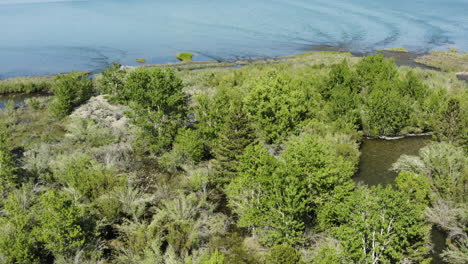 un dron captura la vegetación de verano en primer plano en el lago mono, california