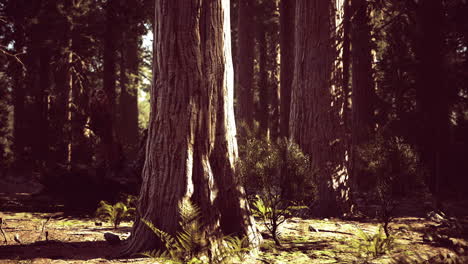 majestic trees reaching for the sky in a serene forest landscape