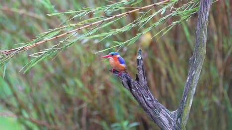 Cute-Chirping-Nodding-Tiny-Malachite-Exotic-Kingfisher-Bird-On-Branch-Fly-Away,-Medium-Shot