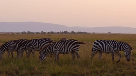 Cámara-Lenta-De-La-Vida-Silvestre-Africana,-Manada-De-Cebras-Pastando-En-La-Sabana,-Animales-En-Un-Safari-Africano-En-Masai-Mara-En-Kenia-En-Maasai-Mara,-Hermosa-Hora-Dorada-Luz-Del-Sol-Al-Atardecer,-Toma-De-Steadicam