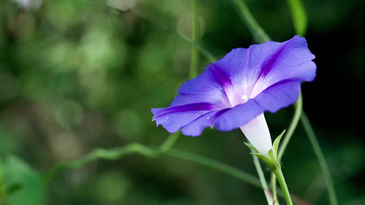 ipomoea púrpura de cerca en el jardín