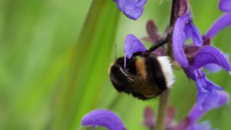 lose up shot of a bumblebee crawling in slow motion over a purple flower