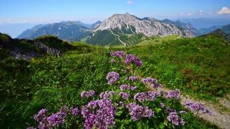 La-Cámara-Se-Mueve-Lentamente-Hacia-Arriba-Sobre-Flores-Alpinas-Moradas-Que-Muestran-Montañas-De-Los-Alpes-En-Suiza-En-El-Fondo-Bajo-Un-Cielo-Azul