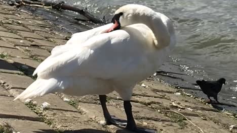 cámara lenta de hermoso cisne blanco descansando en la orilla del río danubio