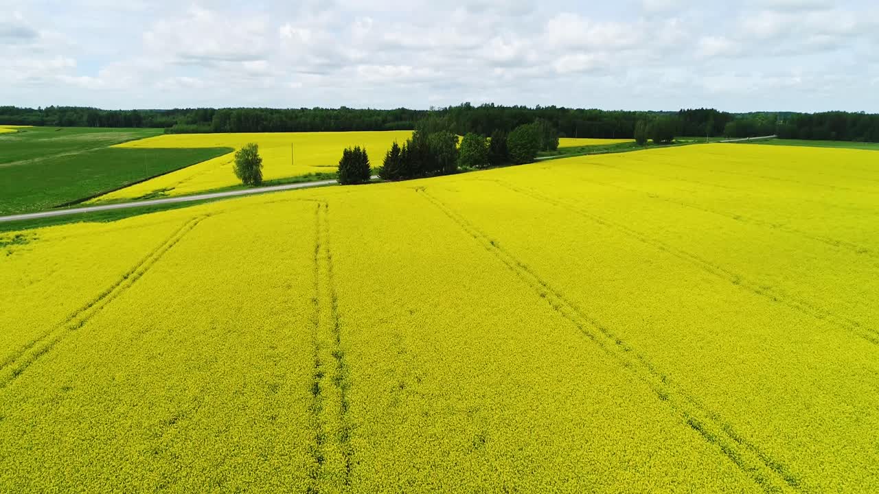 colza, campo de colza con sobrevuelo de roble