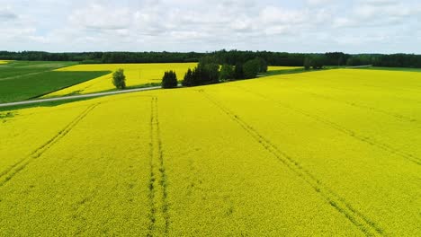 Oilseed-rape,-rapeseed-field-with-oak-tree-flyby