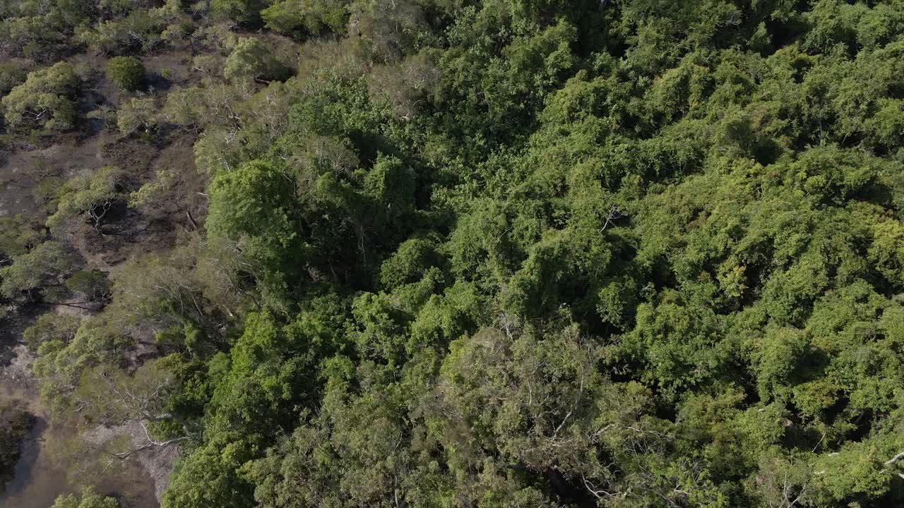 bosque verde del parque nacional del lago azul en queensland, australia - antena