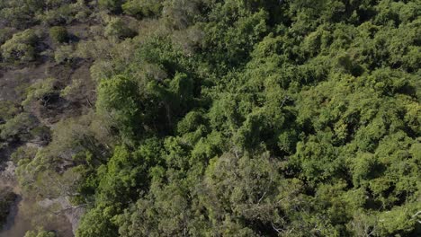 Green-forest-of-the-Blue-Lake-National-Park-in-Queensland,-Australia---aerial