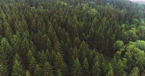 flying over the beautiful forest trees landscape panorama 63