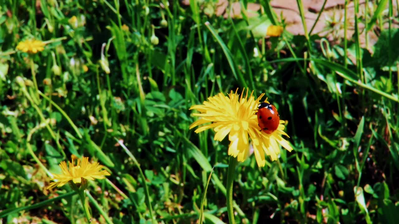 Coccinella su foglie di piante e fiori.