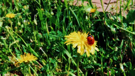 ladybird insect on plant leaves and flowers