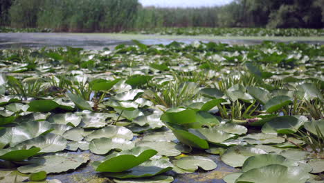 Spezifische-Vegetation-Auf-Wildsee