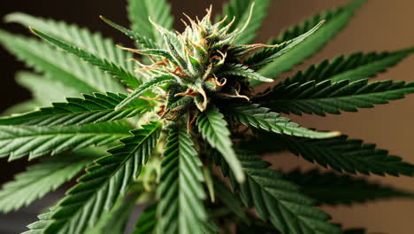 plant growth and cannabis bud