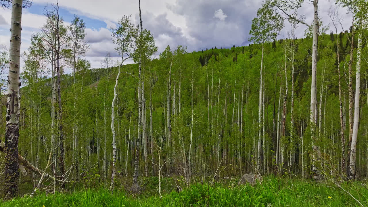bosque de abedules en grand mesa, colorado