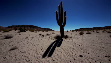 desert landscape with lone cactus casting a long shadow