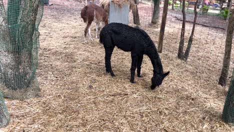 Una-Alpaca-Negra-Mastica-Heno-En-Una-Granja-En-Alentejo,-Portugal