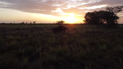 Raras-Imágenes-De-La-Madre-Oso-Hormiguero-Gigante-Cargando-A-Su-Cría-En-La-Espalda-Durante-La-Puesta-De-Sol