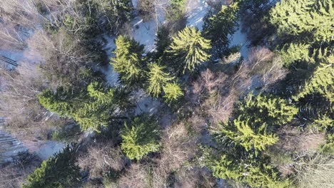 Abetos-Y-Abedules-Desnudos-En-Vista-Aérea-Del-Bosque-Mixto-De-Invierno