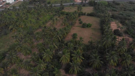 lush green coconut fields reveal a highway in front of a rocky mountain in a rural part of india where cars and bike passing on the highway