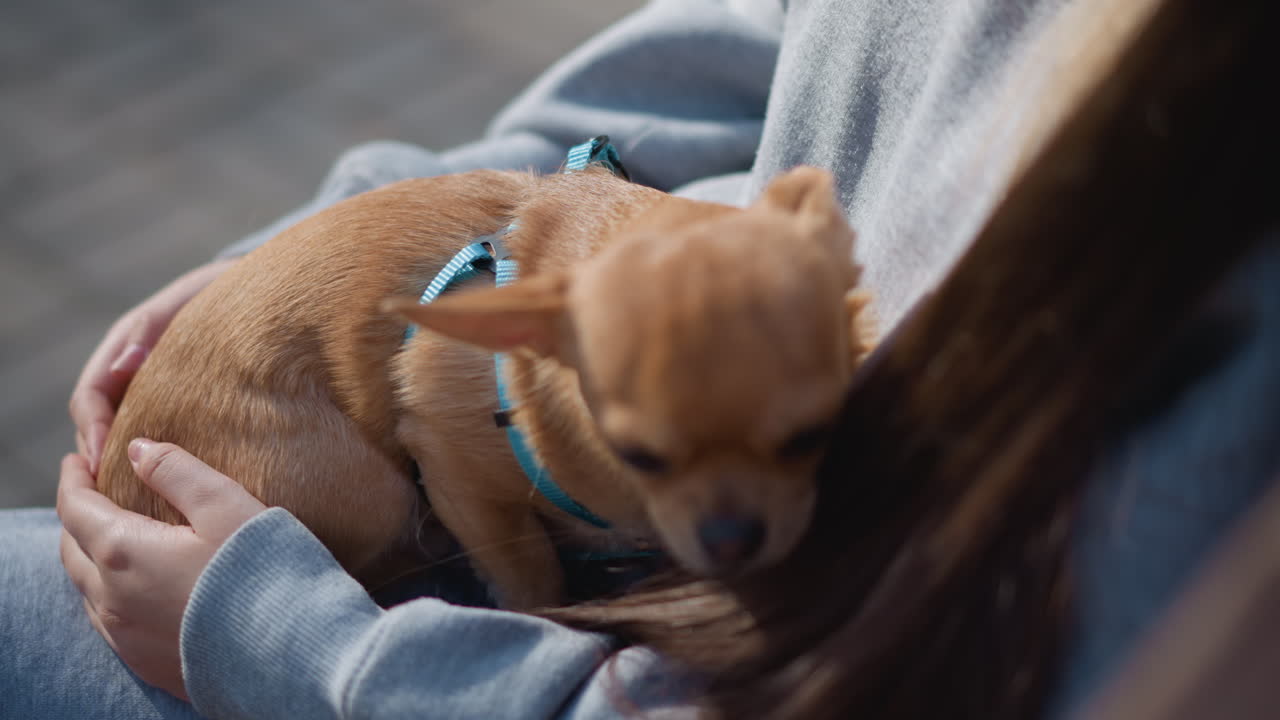 cachorro con niña, perro descansando con niña, perro pequeño sentado junto a niña alegre, perro pequeño descansando pacientemente junto a niña sonriente, perro miniatura sentado cómodamente junto a niña feliz