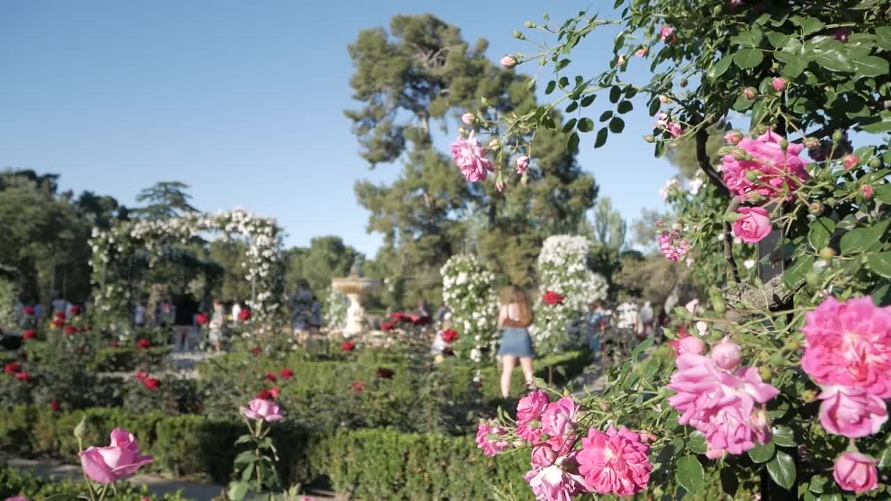 A colourful scene with mostly pink, red, and white roses in La Rosaleda, Retiro Park, Madrid, with a woman and a fountain in the background. Vibrant and picturesque garden scene.