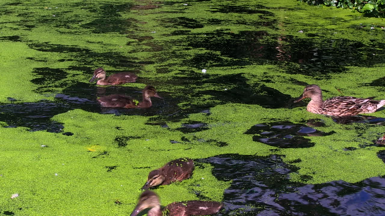 una madre de ánade real supervisa a sus patitos aprendiendo a bucear en un estanque en un parque público en fulham, londres