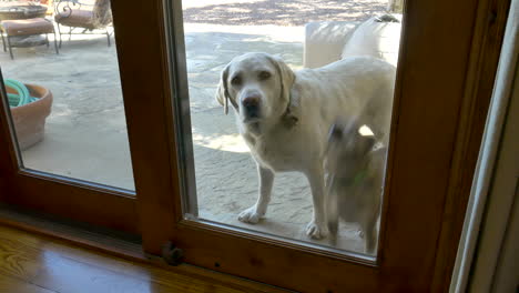 two friendly pet dogs begging to be let inside through a glass door in the backyard