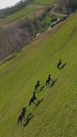 playful dark horses herd canters along hill slope meadow to farm buildings on autumn day aerial view. equine stocks run in wild nature slow motion