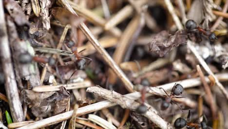 Wilder-Ameisenhaufen-Im-Wald,-Nahaufnahme