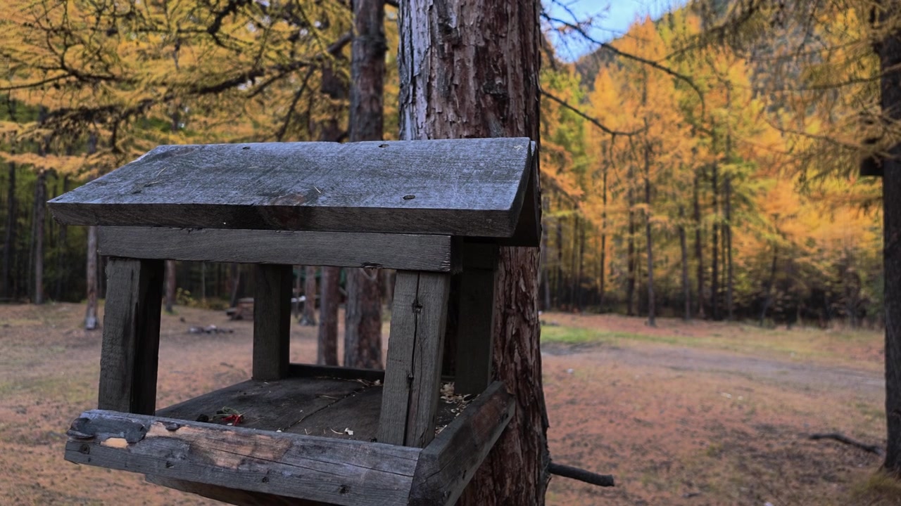 A weathered wooden bird feeder mounted on a tree trunk in a forest with golden autumn foliage, showing scattered seeds and fallen leaves inside.