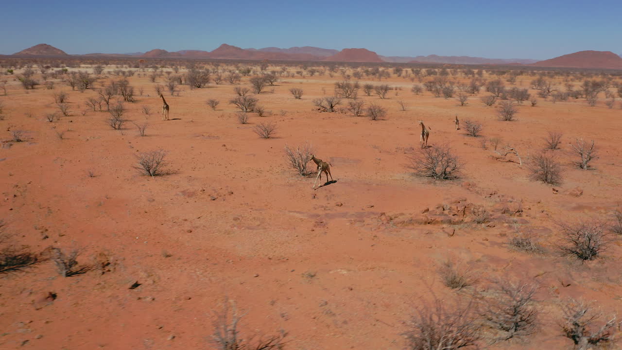 Namibian giraffe or smokey giraffe running in wild deserted red landscape, drone shot