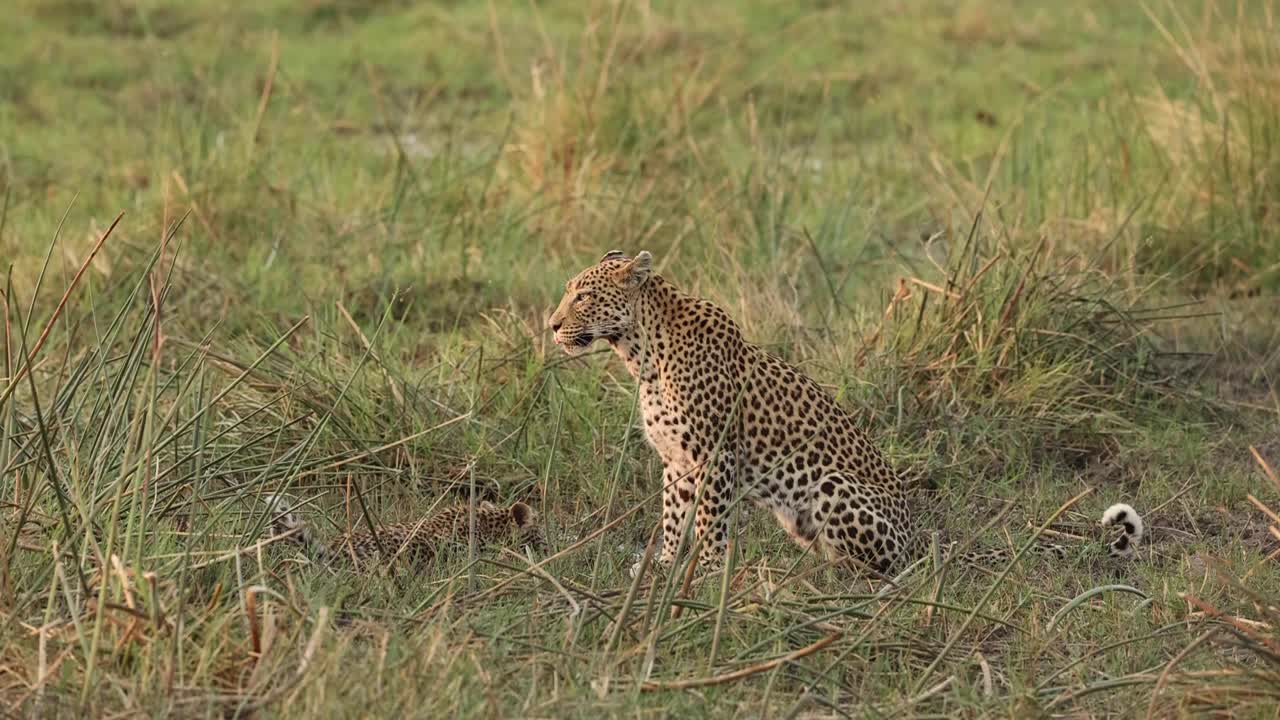 plano general de una leopardo hembra mirando a su alrededor mientras su pequeño cachorro bebe de un charco, khwai botswana