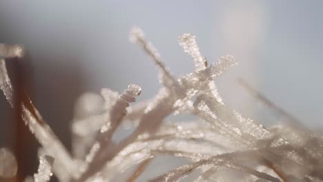 close up of frozen grass