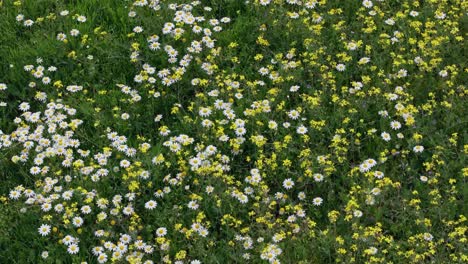 Vuelo-Bajo-Con-Un-Drone-Filmando-En-Un-Prado-Lleno-De-Flores-De-Manzanilla-Matricaria-Recutita-Mezcladas-Con-Otras-Flores-Y-Con-Un-Fondo-Verde-De-Las-Hierbas-Y-Los-Tallos-Moviéndose-Por-El-Aire.