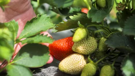 Primer-Plano-De-Granjero-Masculino-Recogiendo-Fresas-Maduras-Rojas-Orgánicas-Frescas-Colgando-De-Un-Arbusto,-Cosechando-Arbustos-De-Fresa-De-Granja-De-Frutas-En-El-Invernadero,-Día-De-Verano