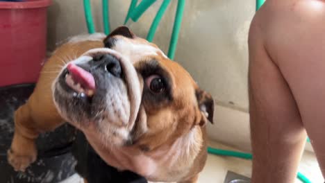 주름진 얼굴의 영국 불독이 혀를 내밀고, 주인이 샤워를 잘하고, 물을 뿌리고, 거품을 헹구고, 몸 전체를 부드럽게 긁고, 떨리는 다리가 흥분을 나타냅니다.