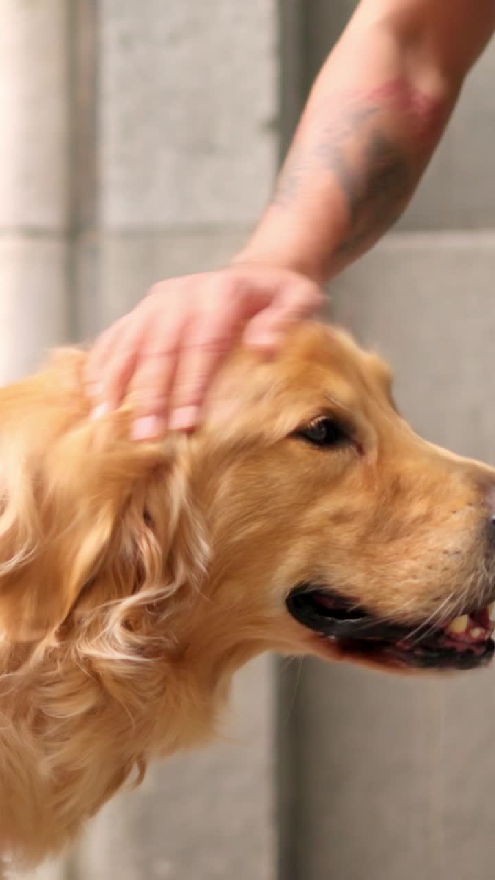 Menschliche Hand streichelt einen glücklichen Golden Retriever