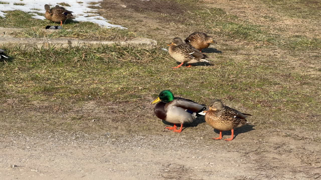 Pair of mallard ducks standing on dirt path
