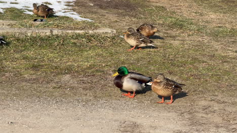 pair of mallard ducks standing on dirt path