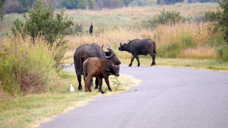 Mandria di bufali africani che cammina su una strada asfaltata, due di loro si accoppiano