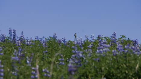 Wild-bird-sitting-on-pole-in-middle-of-purple-lupine-meadow,-pan-right