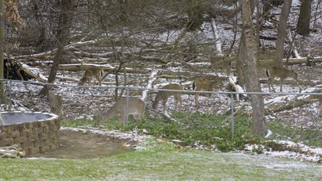 Various-deer-munching-fresh-sprouts-in-early-spring